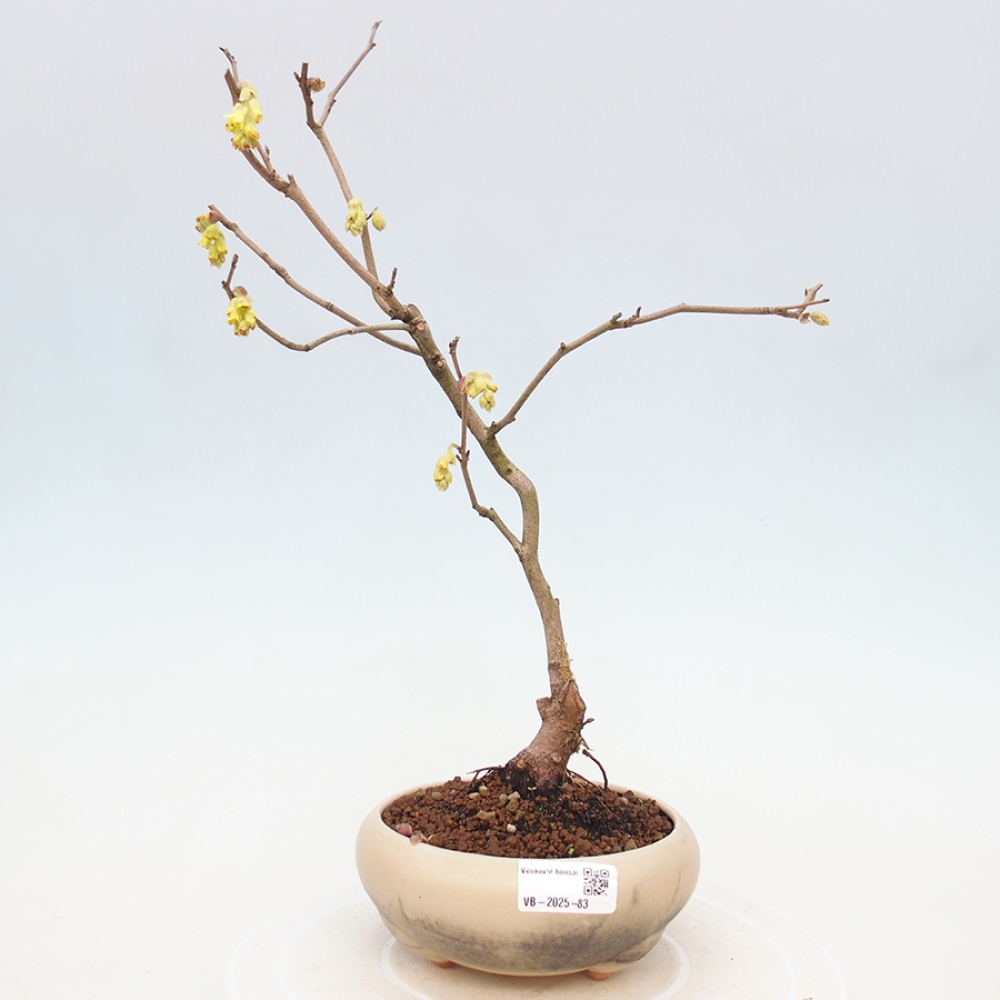 Bonsaï d'extérieur - Noisette - Corylopsis Spicata