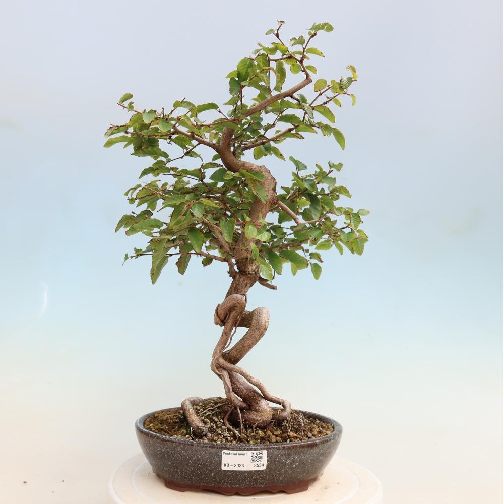 Bonsaï d'extérieur -Carpinus CARPINOIDES - Charme de Corée