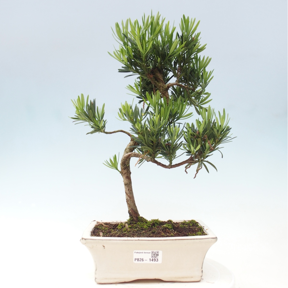 Salle bonsaï - Podocarpus - If en pierre