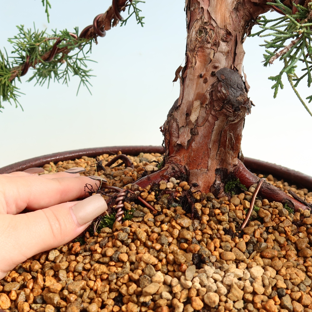 Bonsaï d'extérieur - Juniperus chinensis Kishu