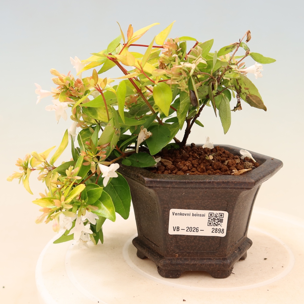 Bonsaï d'extérieur - Abelia gr. Kleidoscope - Abélie à grandes fleurs