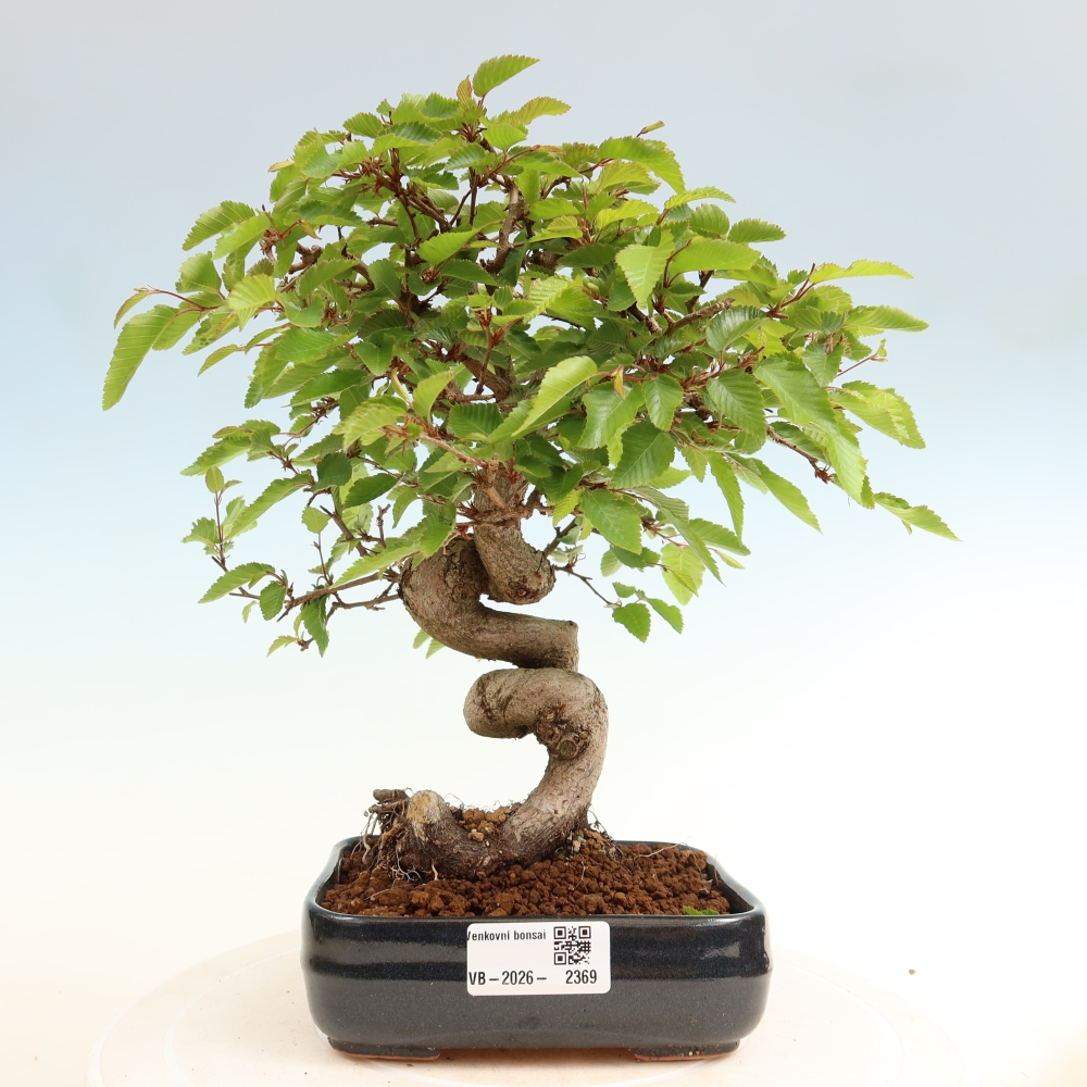Bonsaï d'extérieur -Carpinus Coreana - Charme de Corée