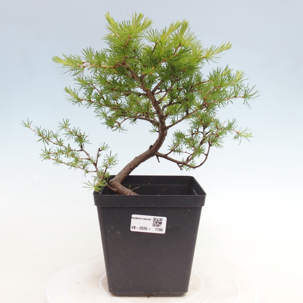 Bonsaï d'extérieur -Larix decidua - Mélèze