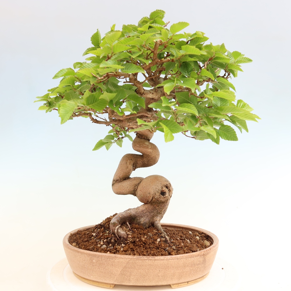 Bonsaï d'extérieur -Carpinus Coreana - Charme de Corée