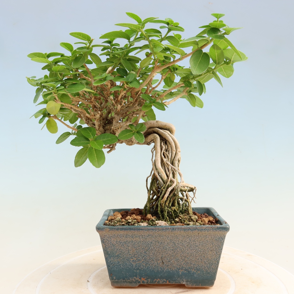 Bonsaï d'intérieur - Premna serratifolia - Kozlovna malolista