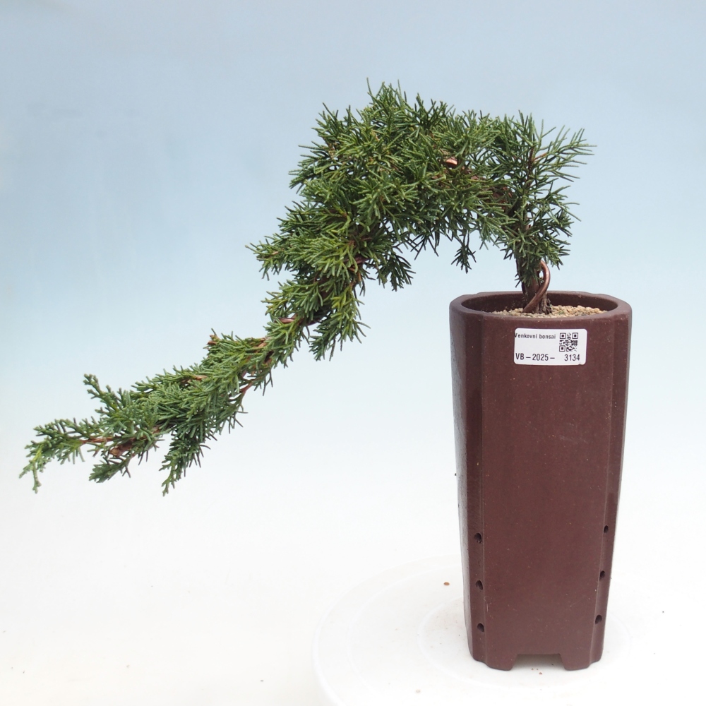Bonsaï d'extérieur - Juniperus chinensis Kishu