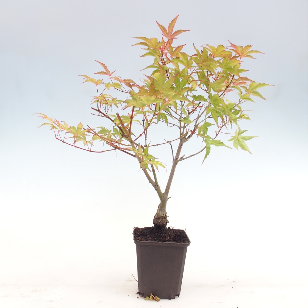 Bonsaï d'extérieur - Acer palmatum Beni Tsukasa en conteneur