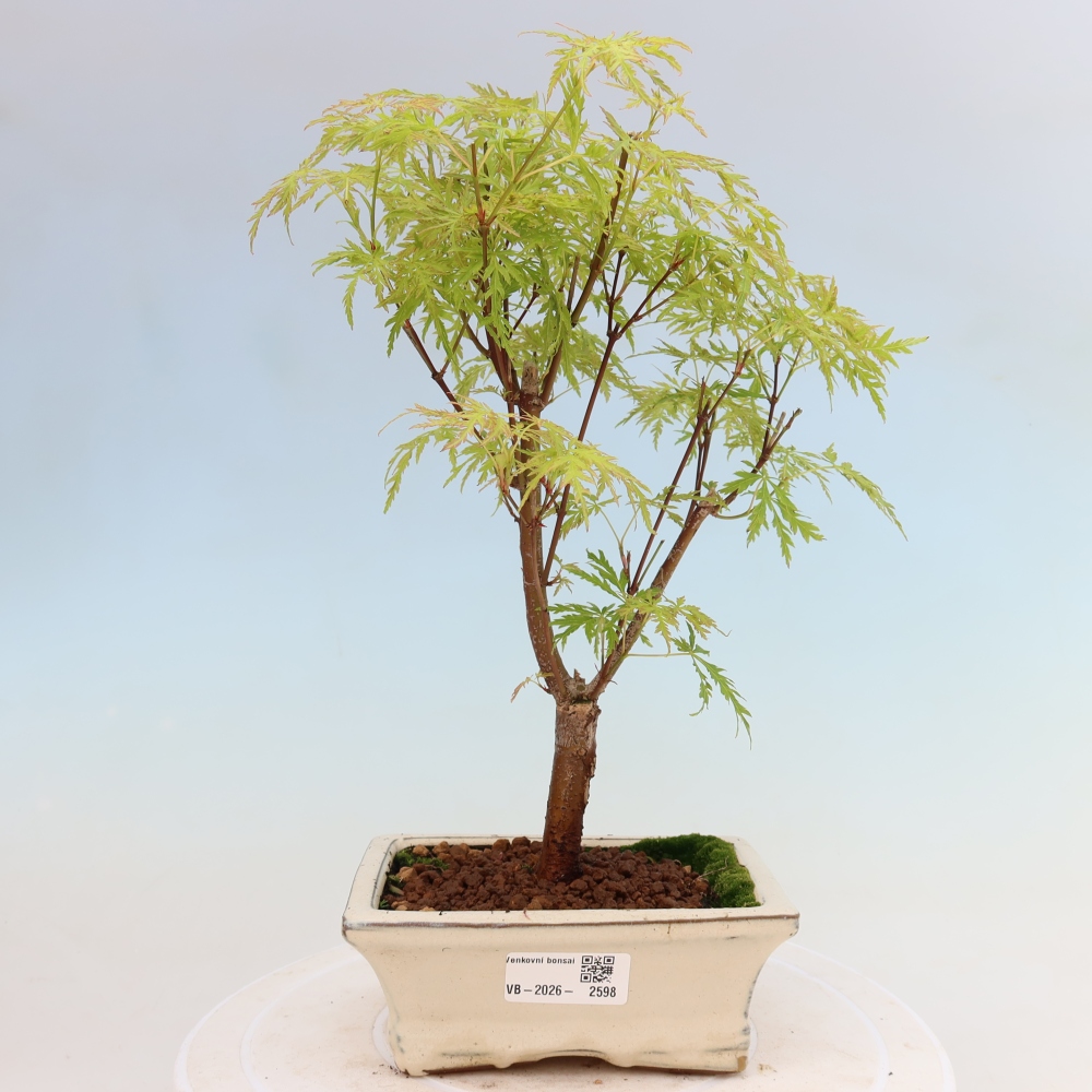 Bonsaï d'extérieur - Acer palmatum Dissectum