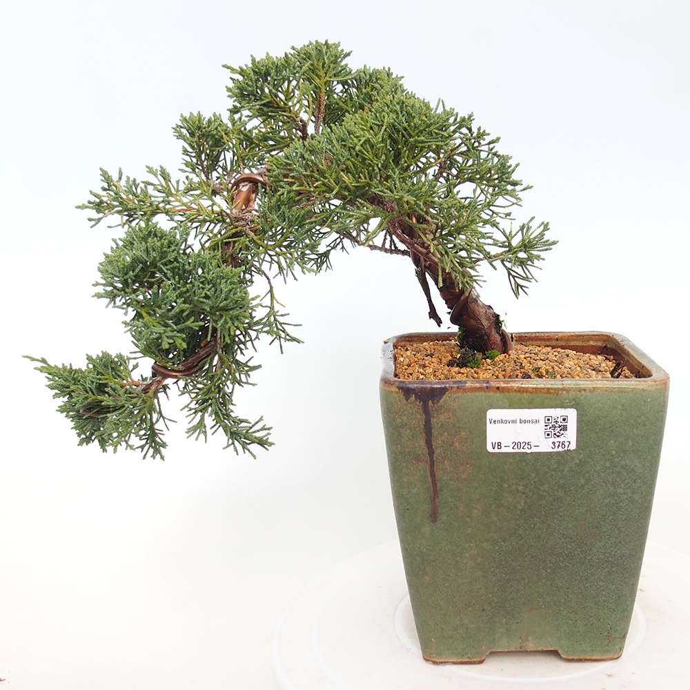 Bonsaï d'extérieur - Juniperus chinensis Kishu