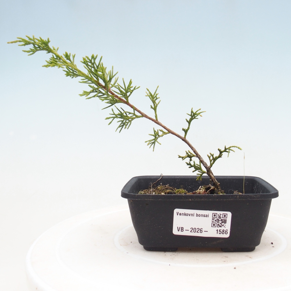 Bonsaï d'extérieur - Juniperus chinensis Itoigawa