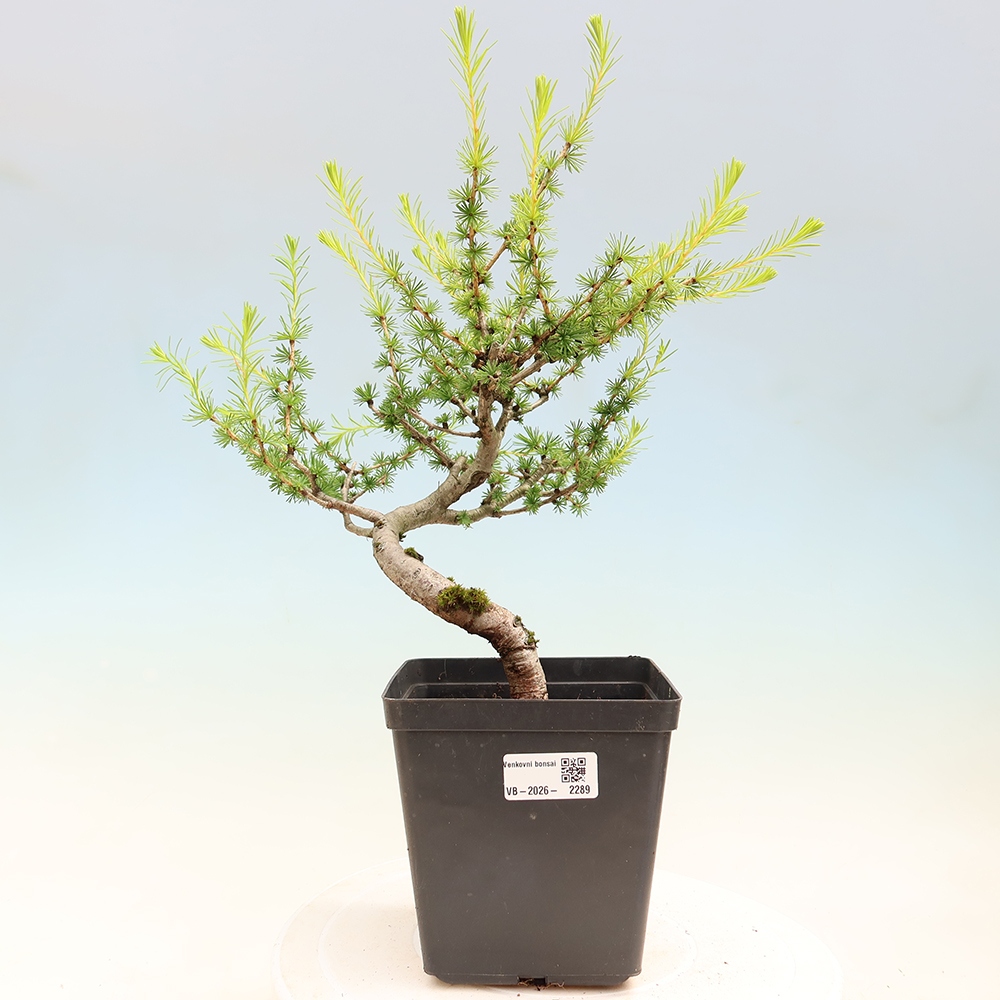 Bonsaï d'extérieur -Larix decidua - Mélèze