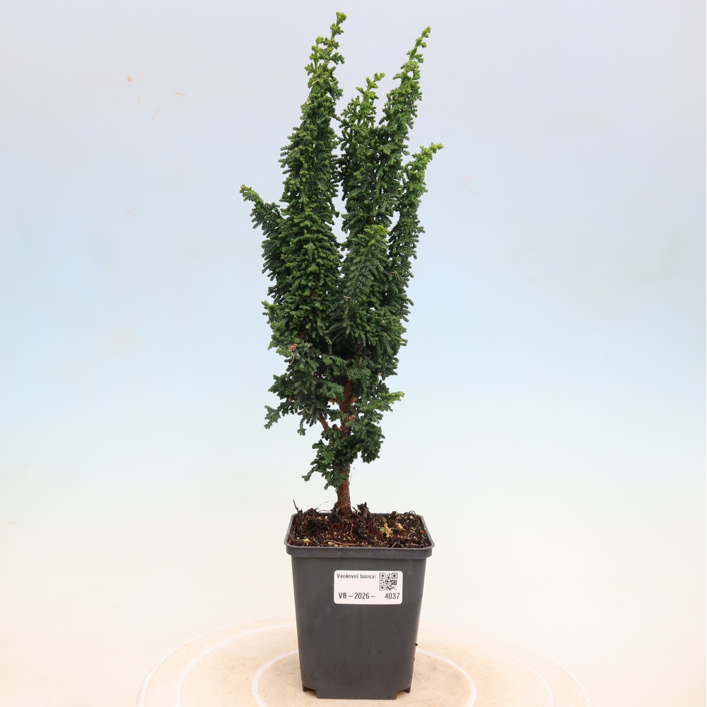 Bonsaï d'extérieur - Cham. obtusa SEKKA HINOKI - Cyprès
