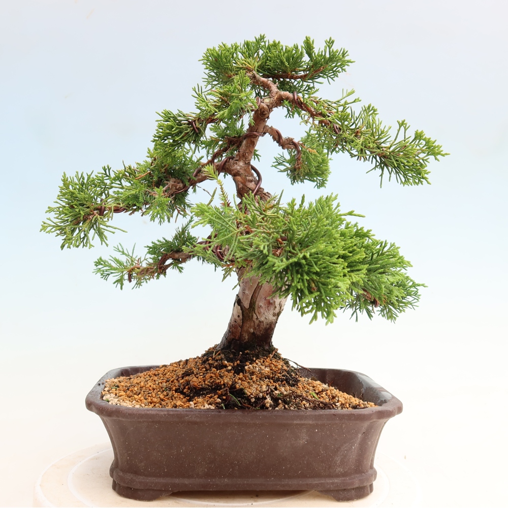 Bonsaï d'extérieur - Juniperus chinensis Itoigawa-Juniperus chinensis