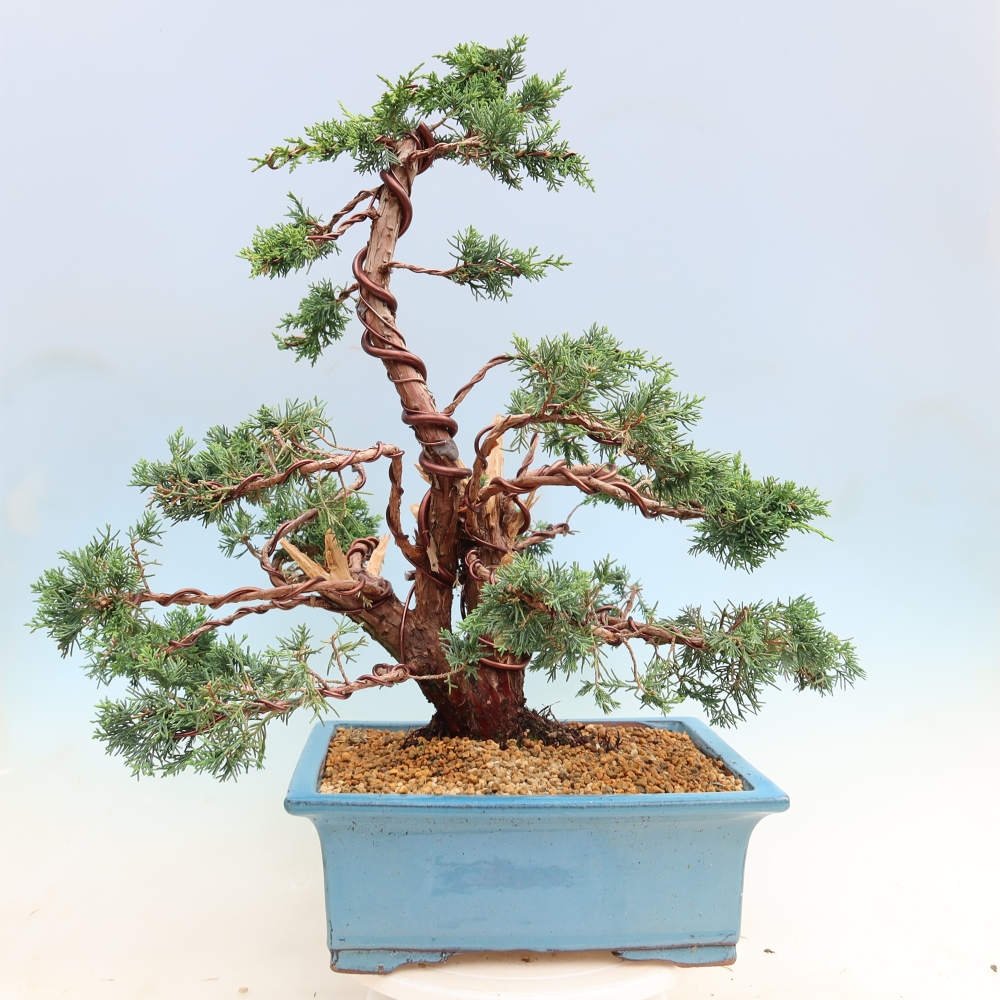 Bonsaï d'extérieur - Juniperus chinensis Kishu