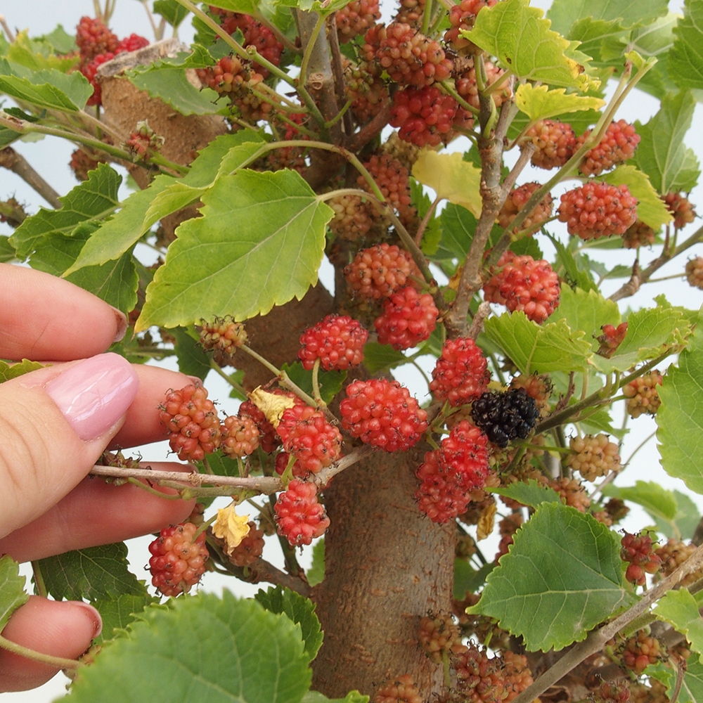 Bonsaï d'extérieur -Morus alba - mûrier