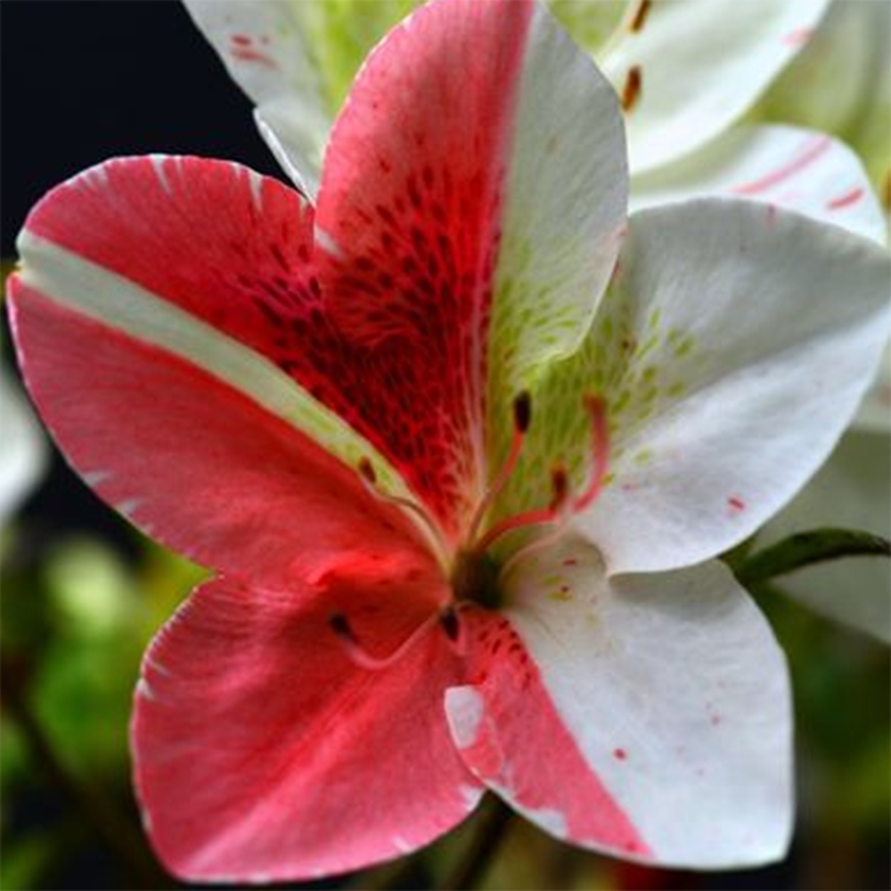 Bonsaïs d'extérieur - Azalée japonaise - Azalea Kisshoten