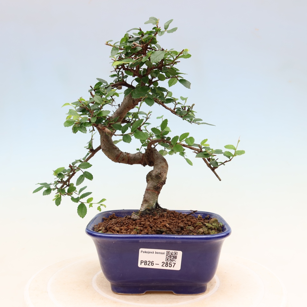 Bonsaï de chambre - Ulmus parvifolia - Orme à petites feuilles