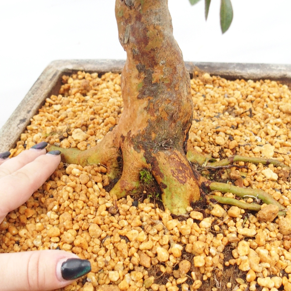 Bonsaï d'extérieur - Azalée japonaise - Azalea Hanatsuzuri