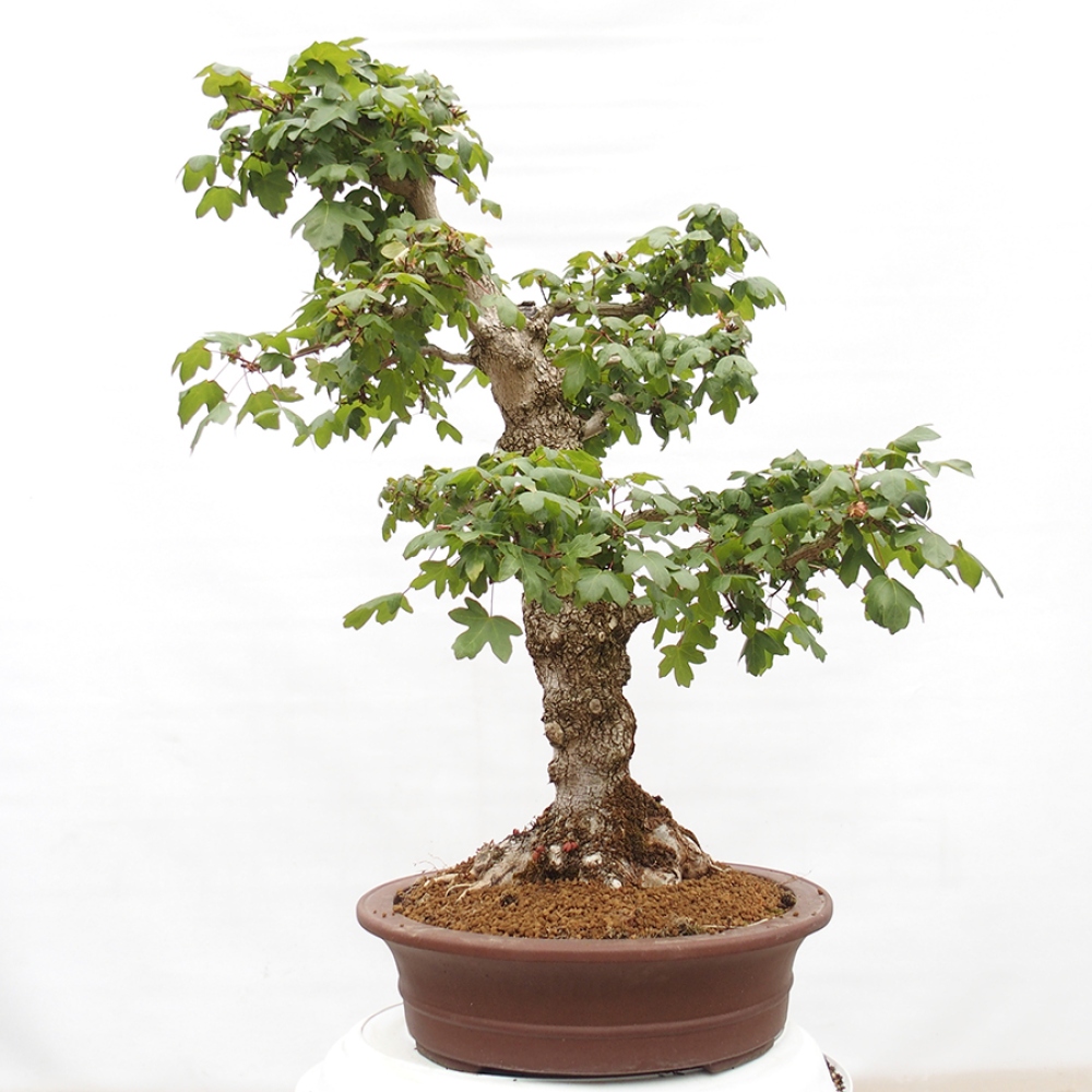 Bonsaï d'extérieur -Javor babyka - Acer campestre