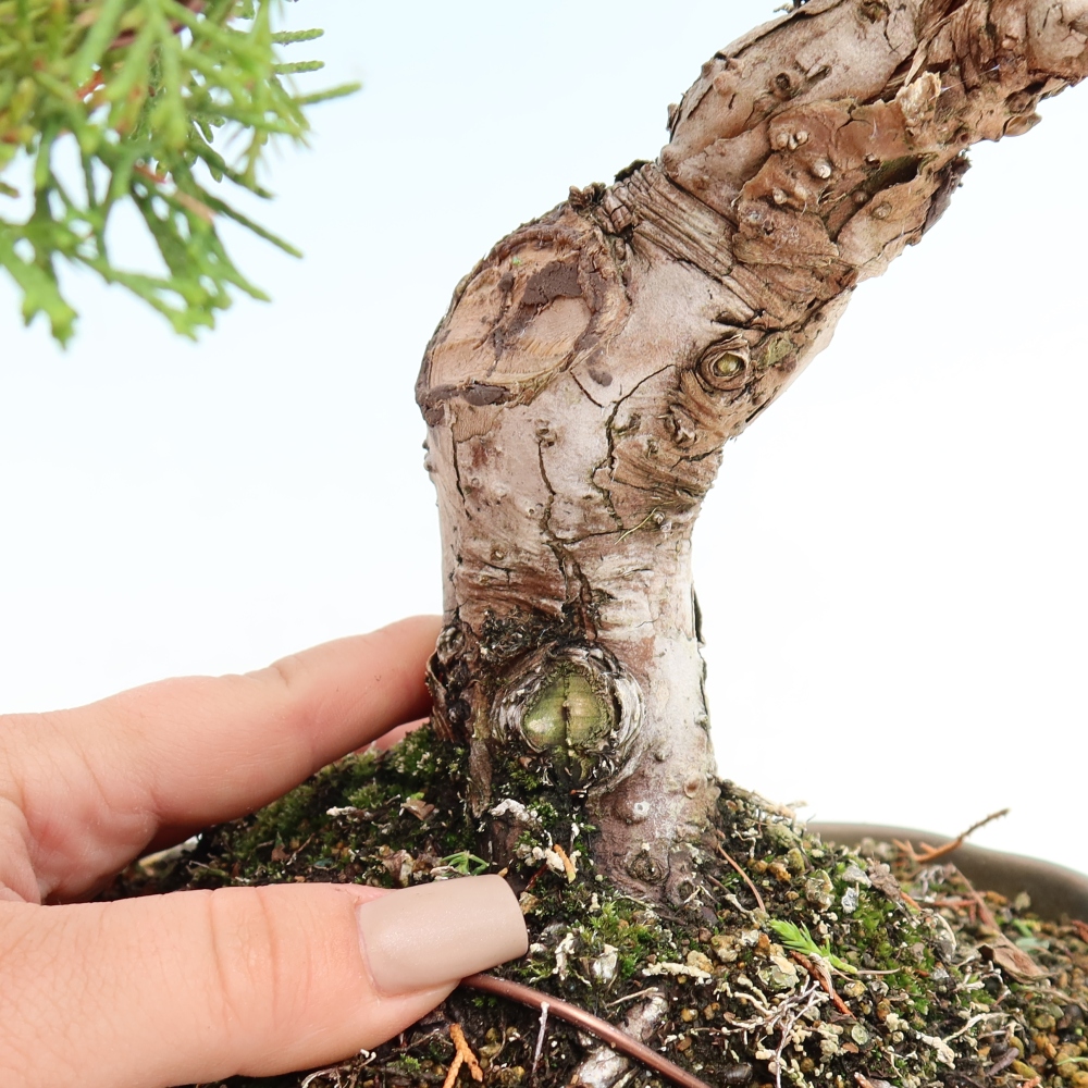 Bonsaï d'extérieur - Juniperus chinensis Itoigawa-Juniperus chinensis