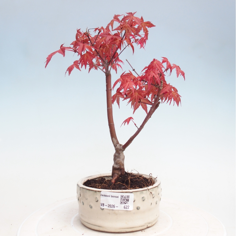 Bonsaï d'extérieur - Acer palmatum DESHOJO