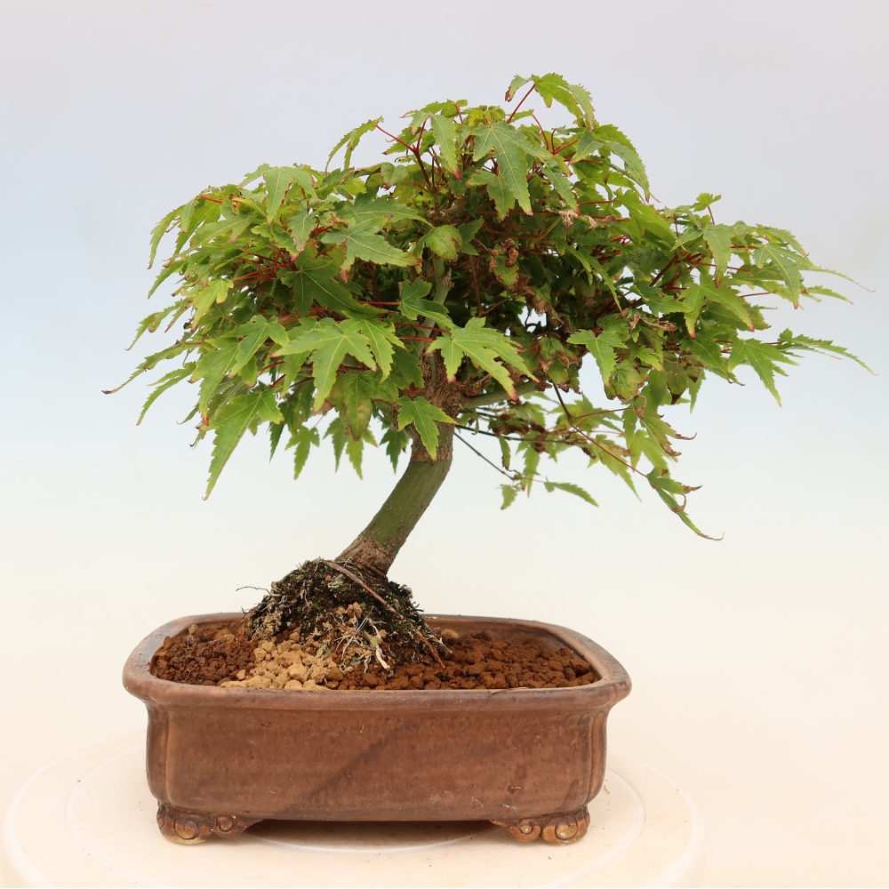 Acer palmatum KIOHIME - Érable palmé