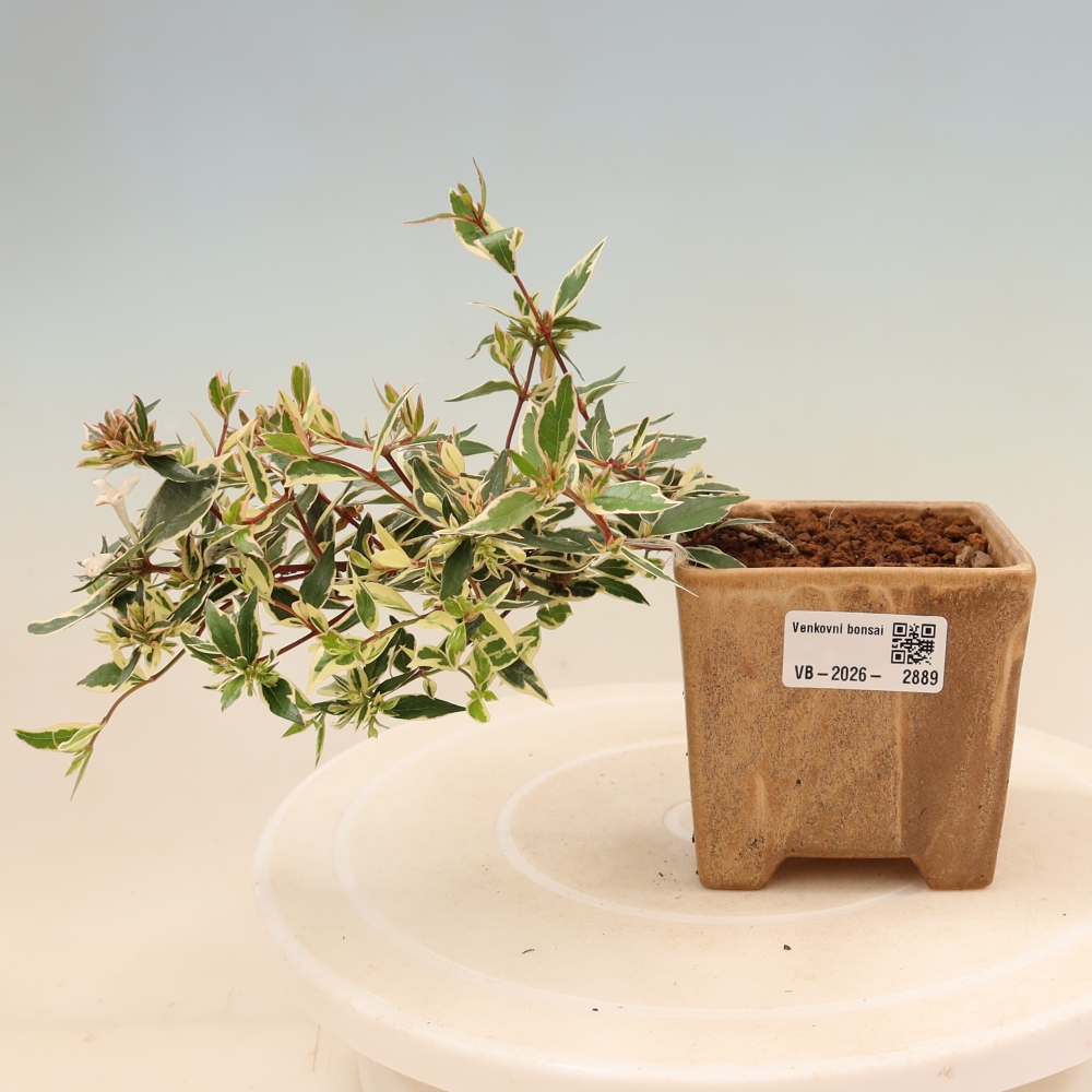 Bonsaï d'extérieur - Abelia gr. Confetti - Abélie à grandes fleurs