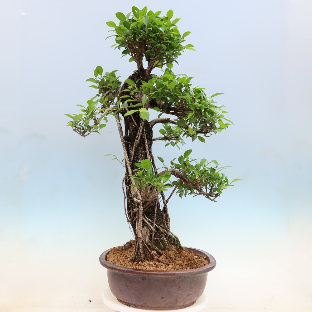 Salle bonsaï - Ficus kimmen - ficus à petites feuilles