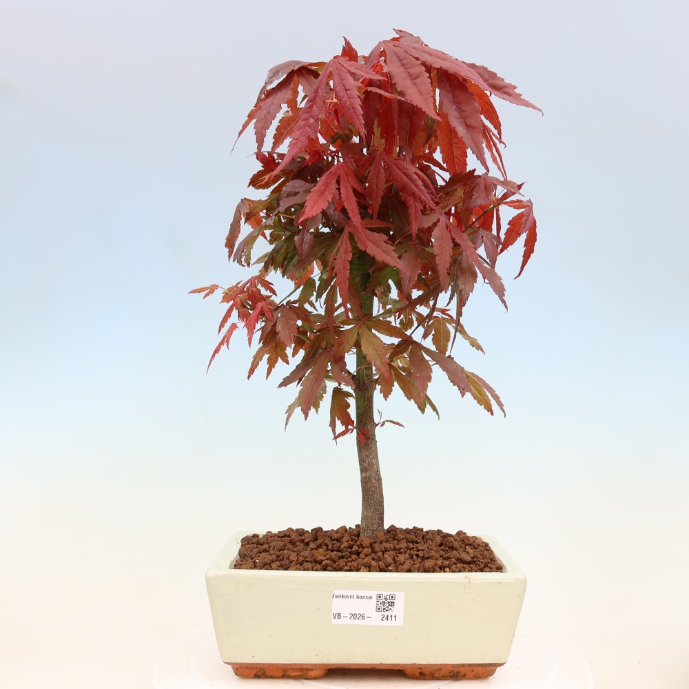 Bonsaï d'extérieur - Acer palm. Atropurpureum-Javor palmate