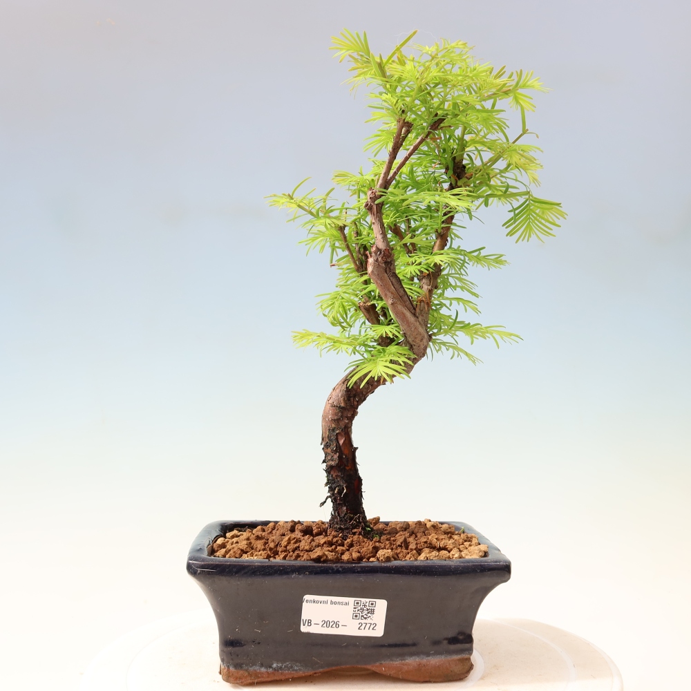 Bonsaï d'extérieur - Metasequoia glyptostroboides - Metasequoia chinois