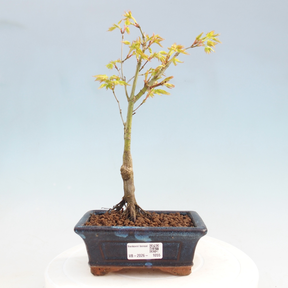 Acer palmatum Aureum - Érable doré