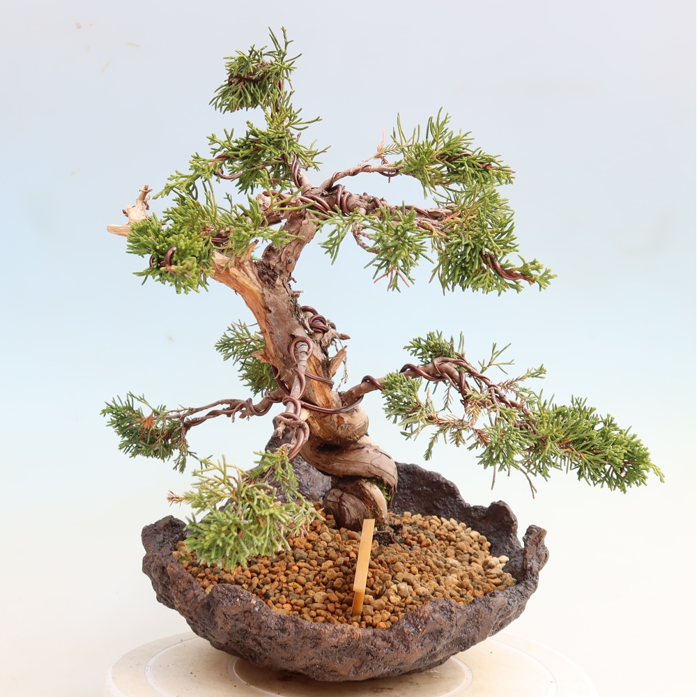 Bonsaï d'extérieur - Juniperus chinensis Itoigawa-Juniperus chinensis