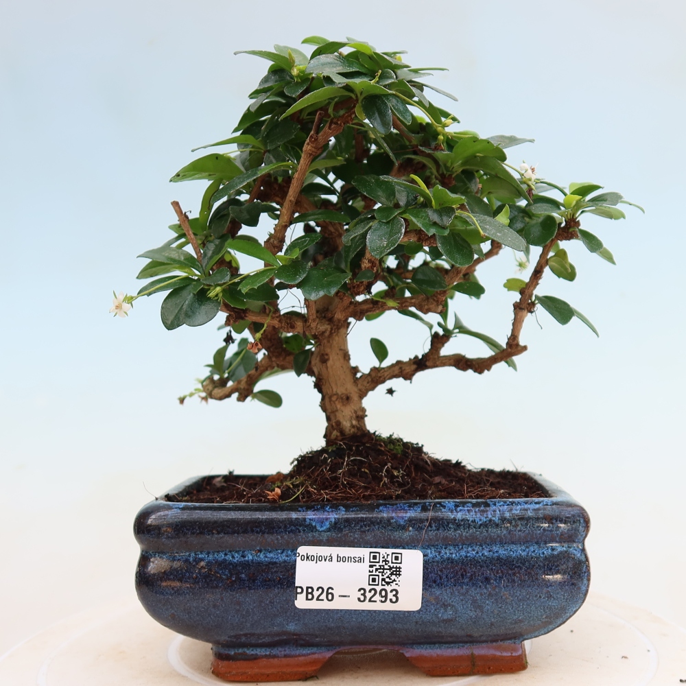 Bonsaï de chambre - Carmona macrophylla - Tea fuki