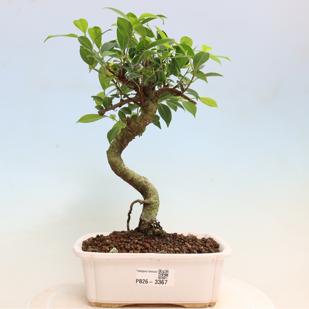 Salle bonsaï - Ficus kimmen - ficus à petites feuilles