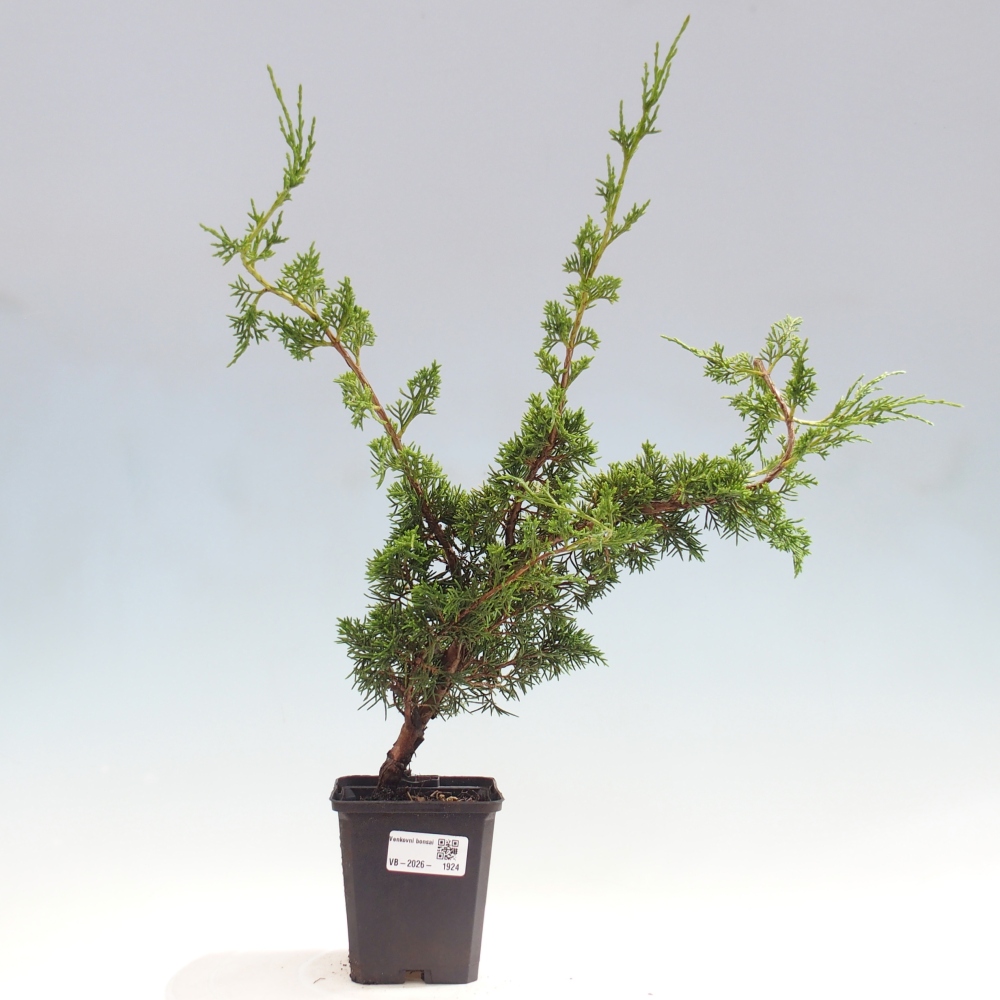 Bonsaï d'extérieur - Juniperus chinensis Itoigawa