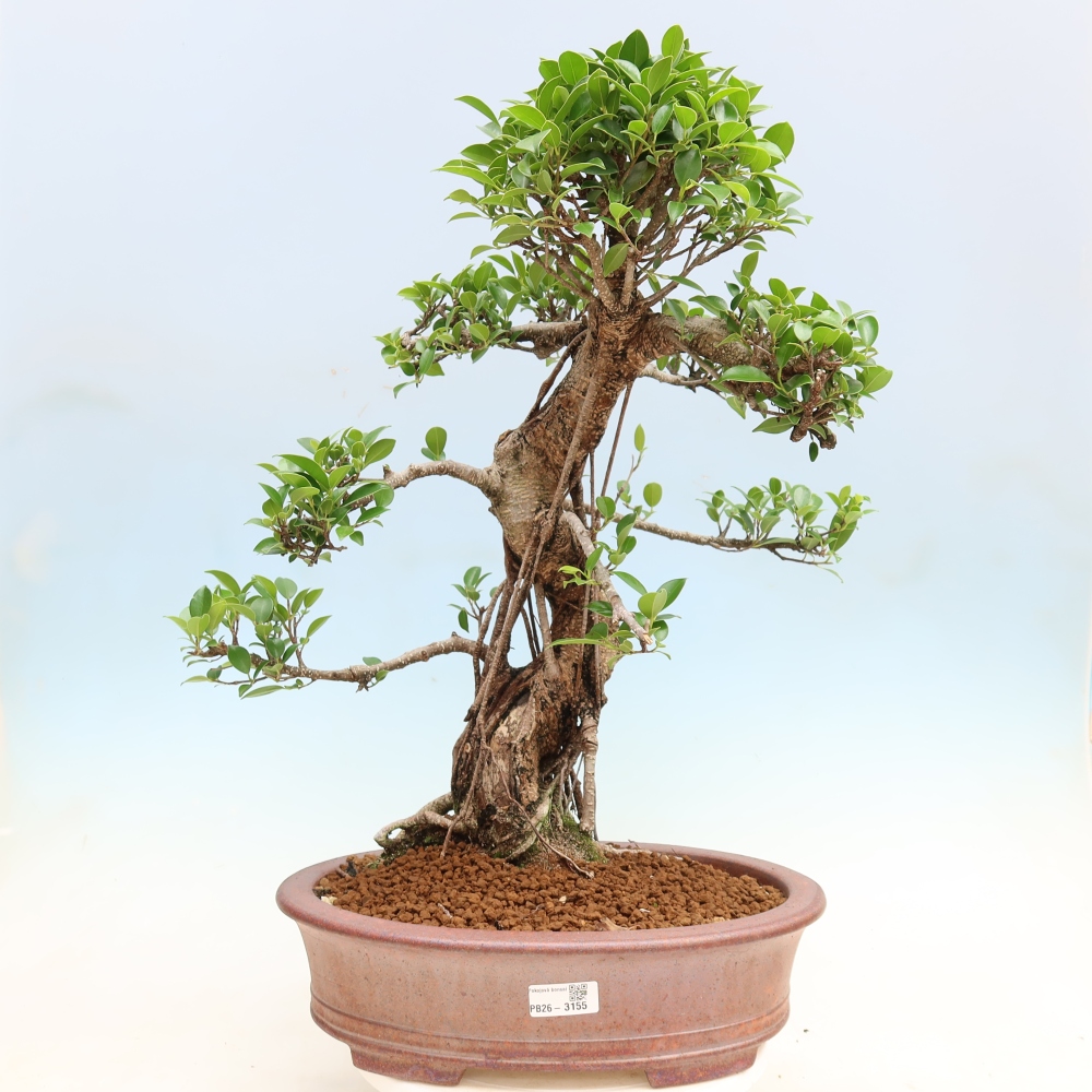 Salle bonsaï - Ficus kimmen - ficus à petites feuilles