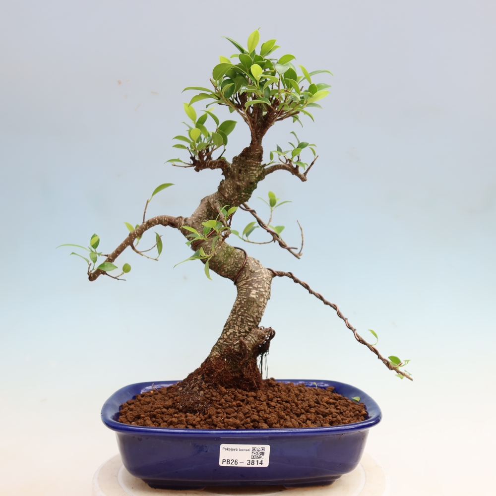 Salle bonsaï - Ficus kimmen - ficus à petites feuilles