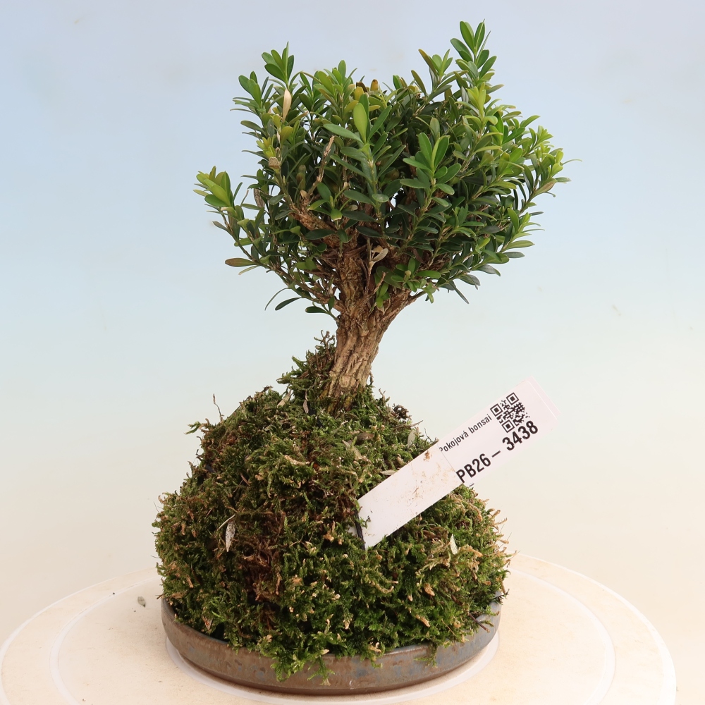 Kokedama avec soucoupe - Buxus harlandii - buis liège  