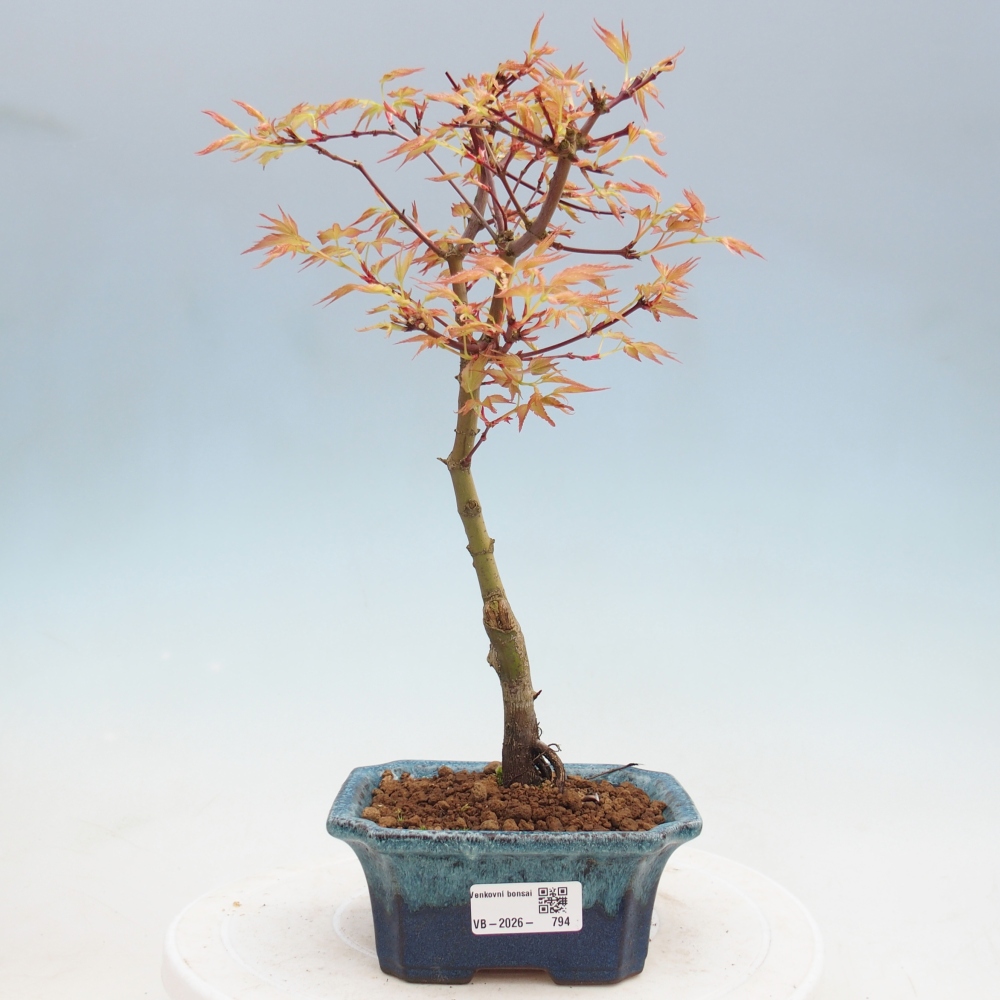 Érable de Norvège - Acer palmatum Beni Tsukasa