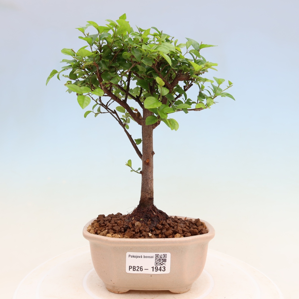 Bonsaï de chambre - Sageretia thea - Sageretia thea