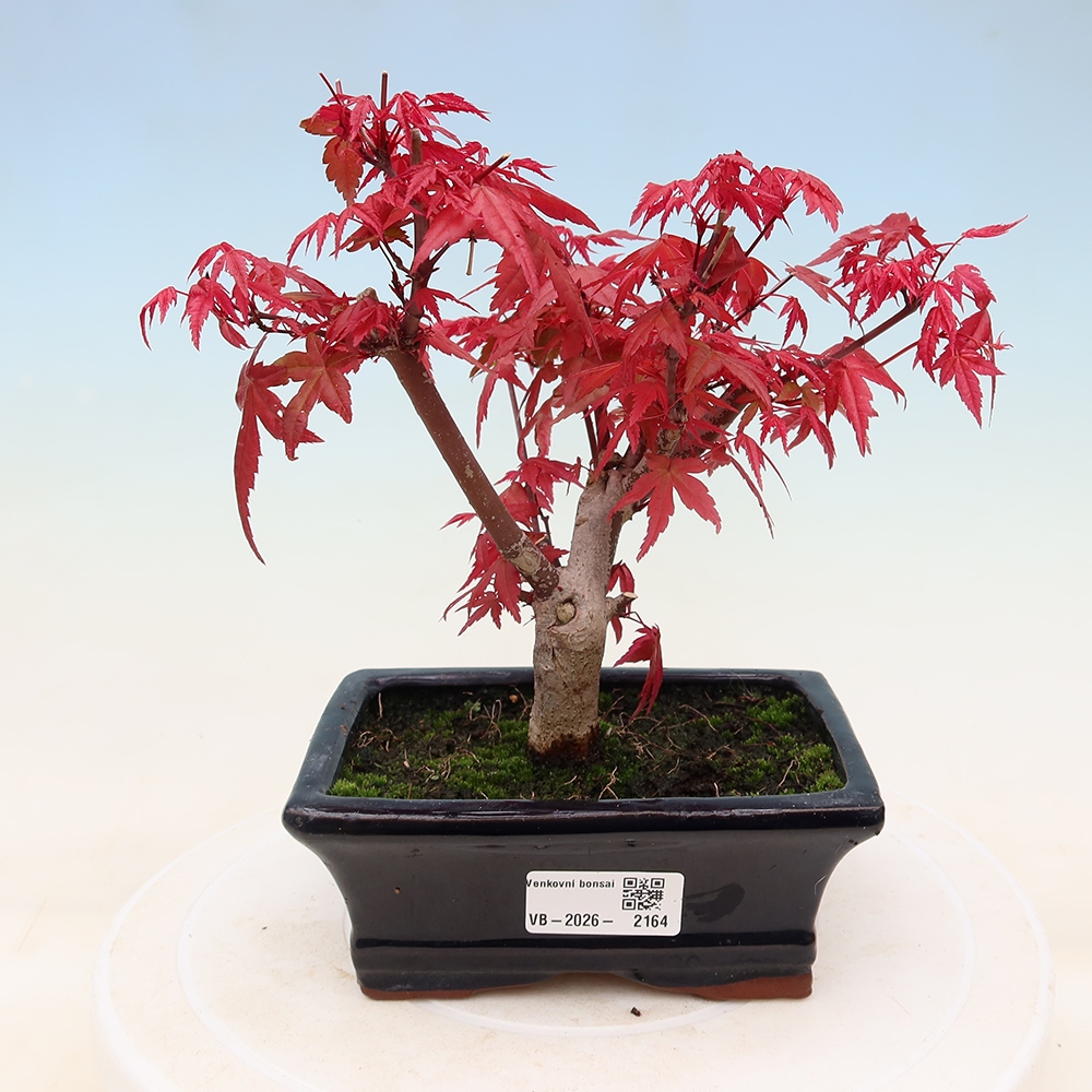 Bonsaï d'extérieur - Acer palmatum DESHOJO