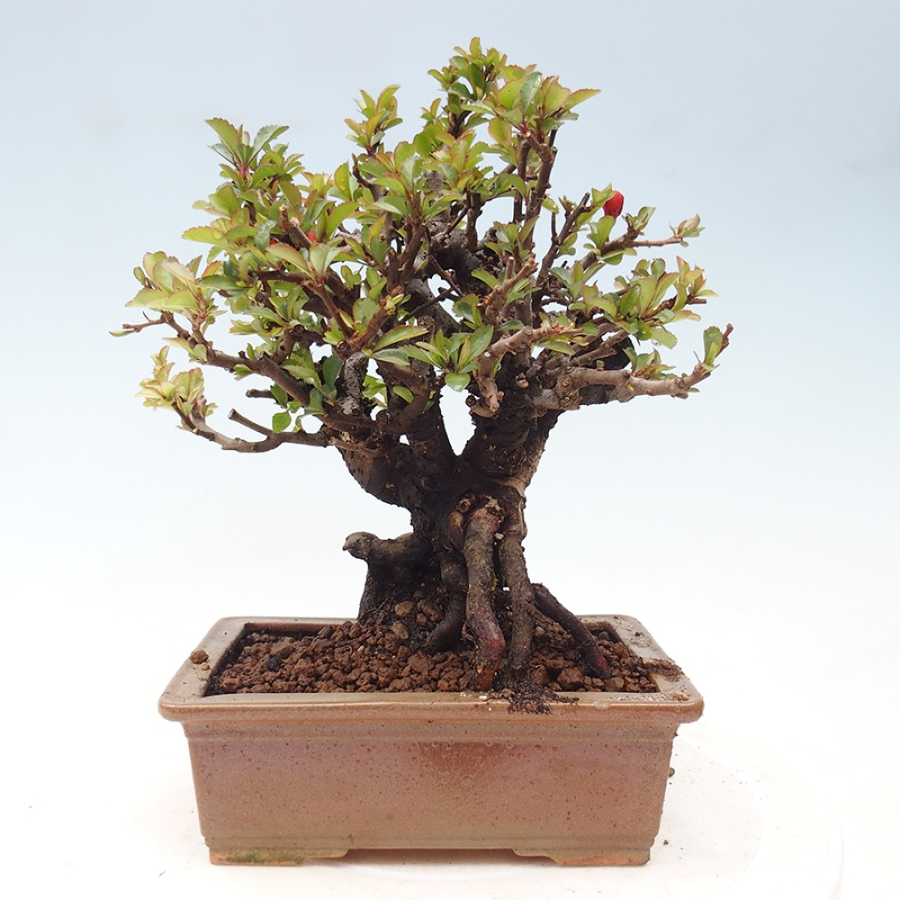 Bonsaï d'extérieur - Chaneomeles speciosa - Coing