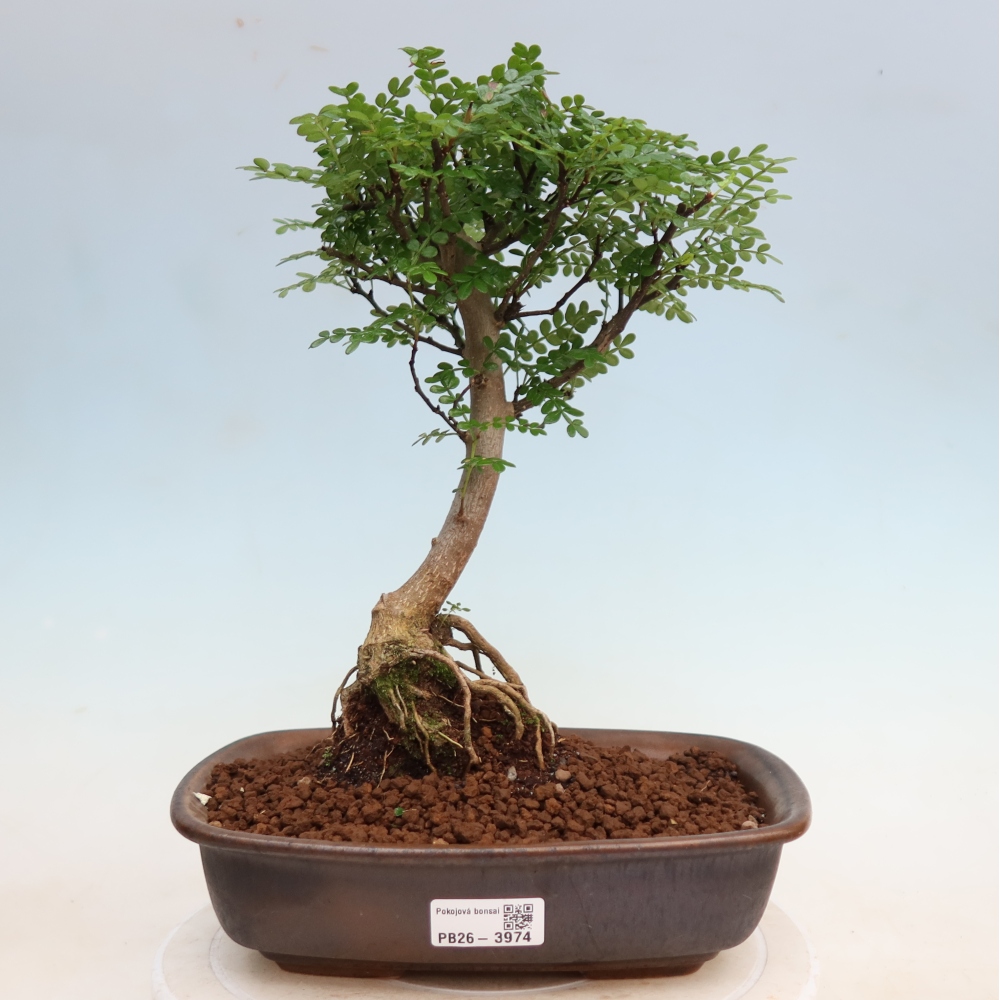 Salle bonsaï - Zantoxylum piperitum - arbre à poivre