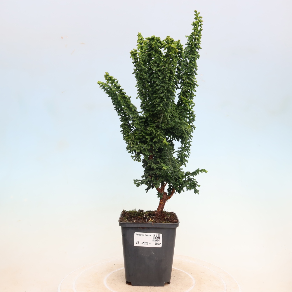 Bonsaï d'extérieur - Cham. obtusa SEKKA HINOKI - Cyprès