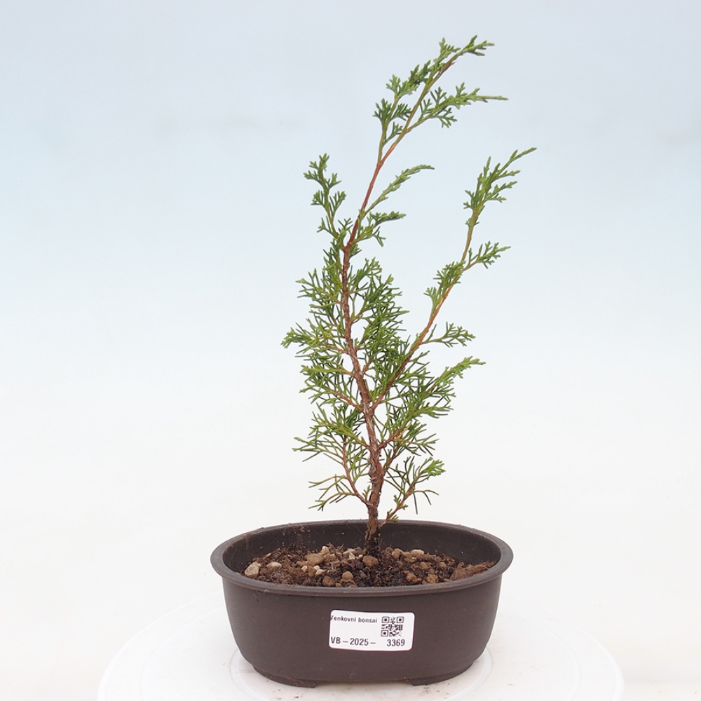 Bonsaï d'extérieur - Juniperus chinensis Itoigawa