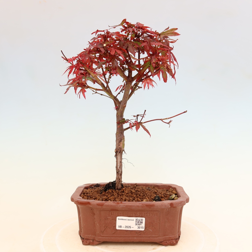 Bonsaï d'extérieur - Érable palmatum  - Acer palmatum Berry Broom 