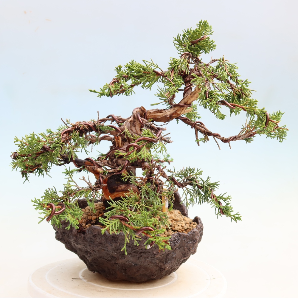 Bonsaï d'extérieur - Juniperus chinensis Itoigawa-Juniperus chinensis