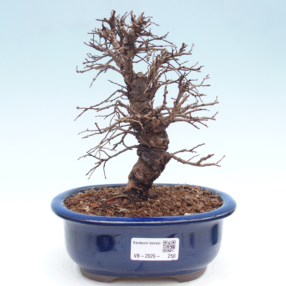 Bonsaï d'extérieur - Zelkova - Zelkova NIRE