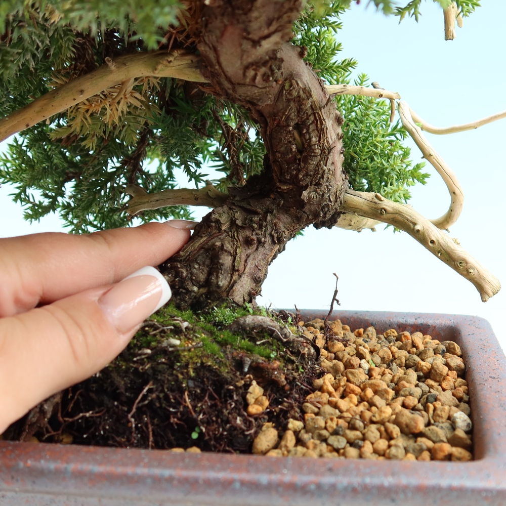 Bonsaï d'extérieur - Juniperus procumbens - Juniperus procumbens