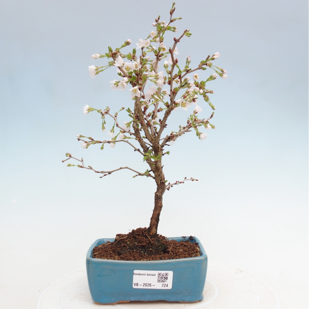 Bonsaï d'extérieur - Prunus incisa Kojou-no mai-Plivon découpé